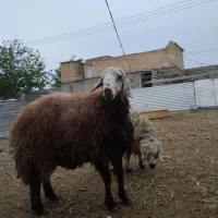 قوچ هیترواصلی