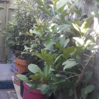 نهال وگل|گل مصنوعی|ایلام, |دیوار