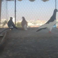 سه تا کبوتر پرشی  دونه ۵۰۰|پرنده|تاکستان, |دیوار