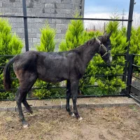 اسب|اسب و تجهیزات اسبسواری|لاهیجان, لیالستان|دیوار