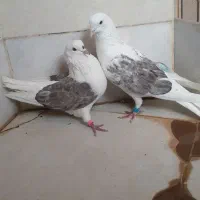 کفتر کبوتر تهرانی ۳تا