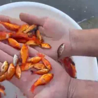 ماهی قرمز کوی گلدفیش