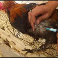 دوره تزریقات واکسیناسیون در حیوانات|خدمات آموزشی|مسجد سلیمان, |دیوار