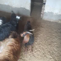 توشک|حیوانات مزرعه|نورآباد, |دیوار