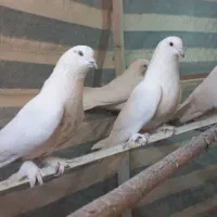 کبوتر سفید پر|پرنده|جونقان, |دیوار