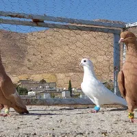 فروش سفید کاکلی|پرنده|شیراز, ارم|دیوار