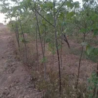 نهال گردو پوست کاغذی و عالی