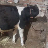 یکه  رعس گوساله نر چهار ماهه