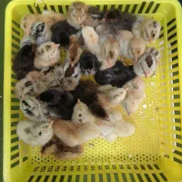 جوجه و تخم نطفه دار گلین