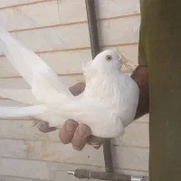 کبوتر|پرنده|شاهرود, |دیوار