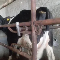 تلیسه زاییده پرتولید