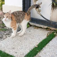 حیوان خانگی|گربه|دالخانی, |دیوار