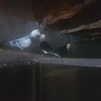 کبوترنسل دارمعاوضه بامرغ