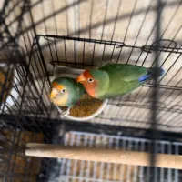 طوطی کوتوله ۴عدد