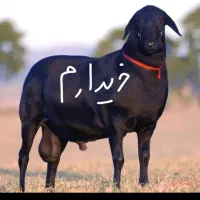 گوسفند وعده ای