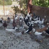 یه تیپ کبوتر رنگی وپرشی برا یه بوم