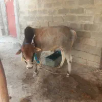 فروشی|حیوانات مزرعه|بمانی, |دیوار