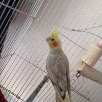 اسمش نبات عروس هلندی سخن گو