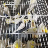 فروش چند جفت عروس هلندی بالغ