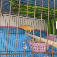 جفت قناری فروشی