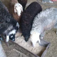 رامشیر|حیوانات مزرعه|رامشیر, |دیوار