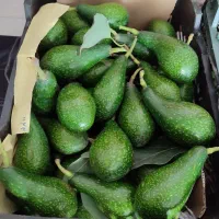 فروش میوه آووکادو