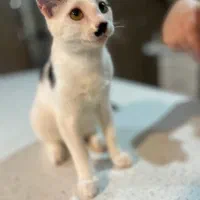 واگذاری گربه دی اس اچ شیطون و خونگرم|گربه|بابل, |دیوار