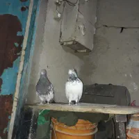 کفتر|پرنده|سیلاخور, |دیوار