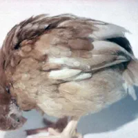 مرغ معاوضه با شاسی