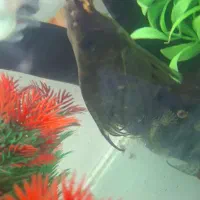 خرگوش ماهی درشت دوتاباهم|ماهی|مشهد, هفده شهریور|دیوار