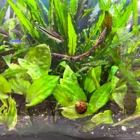 آکواریوم|ماهی|نقده, |دیوار