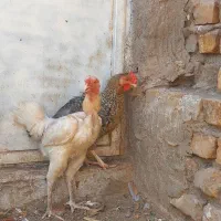 مرغ|حیوانات مزرعه|رفسنجان, |دیوار