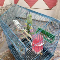 عروس هلندی و طوطی