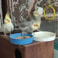 سه تا عروس هلندی
