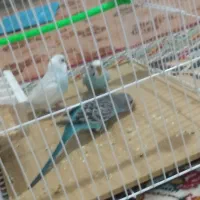 مرغ عشق|پرنده|سلامی, |دیوار