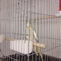 پرنده عروس هلندی