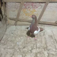 سایر|پرنده|بیرجند, |دیوار
