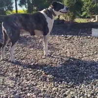 ماده خراسانی
