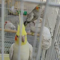 عروس هلندی|پرنده|چناران, |دیوار