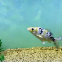 ماهی کوی|ماهی|مشهد, هدایت|دیوار