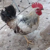 خروس زیبا فقط 450 تومان|حیوانات مزرعه|قم, سالاریه|دیوار
