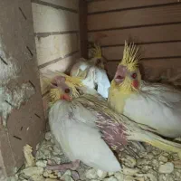 جوجه عروس هلندی