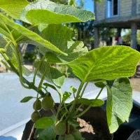 فروش کیوی خونی سبز طلایی درجه یک پایه خیاری|خدمات باغبانی و درختکاری|رضوانشهر, |دیوار