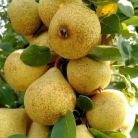 فروش عمده و خرده انواع نهال و زرشک