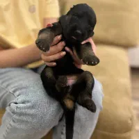 توله های ژرمن شپرد اصیل