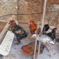 تعدادی مرغ محلی بفروش میرسد|حیوانات مزرعه|کازرون, |دیوار