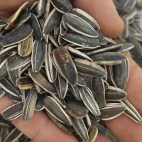 تخمه سفید درشت زیر قیمت کل ایران جزعی وکلی|عمدهفروشی|سبزوار, شرق کال عیدگاه|دیوار