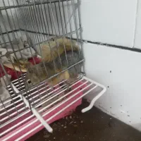 حیوان خانگی