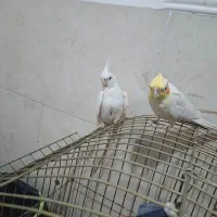 عروس هلندی نر و ماده