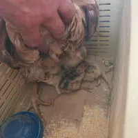 مرغ و جوجه بوقلمون|حیوانات مزرعه|کرمان, |دیوار